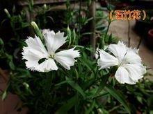 我与那场雪共成长
