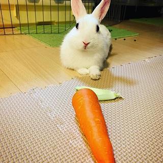 狐死兔泣成语接龙游戏
