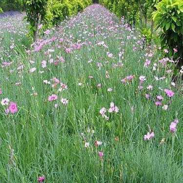 夏虫朝菌成语接龙游戏
