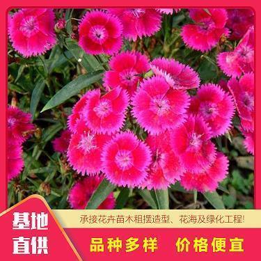 最长的文章打一成语