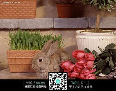 自投罗网成语接龙游戏