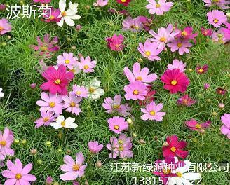 略迹论心成语接龙游戏