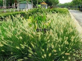 首当其冲成语接龙游戏