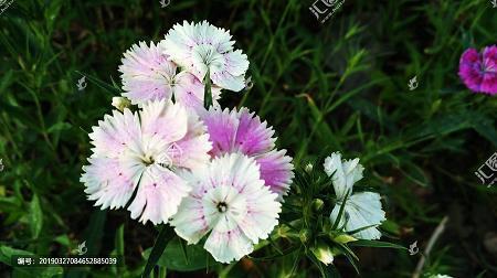 如花似锦造句-用如花似锦怎么造句