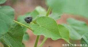 铜打铁铸成语接龙游戏