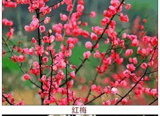 相安相受成语接龙游戏