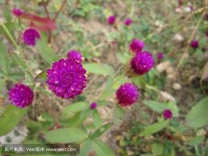 转死沟壑成语接龙游戏