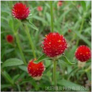 痛快淋漓成语接龙游戏
