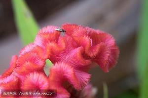 花残月缺成语接龙游戏