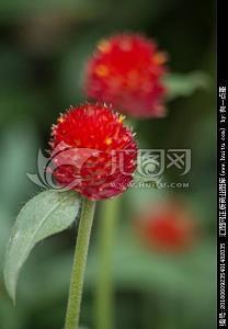 资浅望轻成语接龙游戏