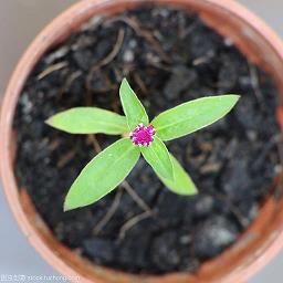 随物应机成语接龙游戏