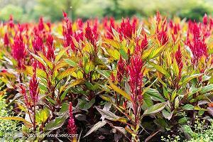 茂林修竹成语接龙游戏
