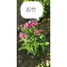 万绿园游记_叙事作文_路人丁完美作文