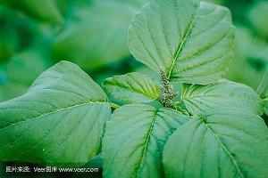 张天师戏何仙姑打一成语