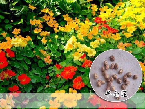 旱灾打一成语