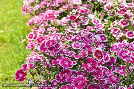 令人陶醉的季节