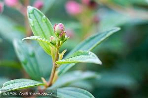 枯木逢春打一成语