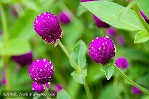 虎尾春冰成语接龙游戏
