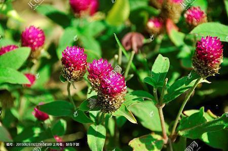 三藏叹道：如今只凭悟能悟净，吾何日方至西天焉！打一成语