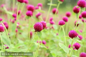 靡靡之音成语接龙游戏