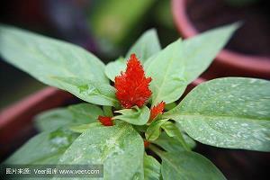 高低不就成语接龙游戏
