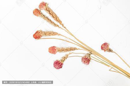 磨铅策蹇成语接龙游戏