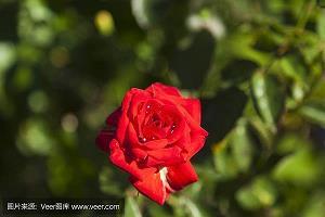 瞋目搤腕成语接龙游戏