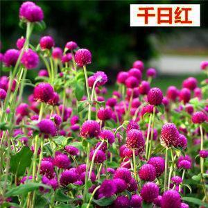 緑林好汉成语接龙游戏