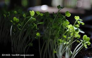 禽奔兽遁成语接龙游戏
