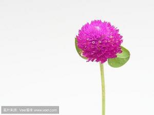 结党聚群成语接龙游戏