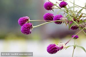 茅坑里打架打一成语