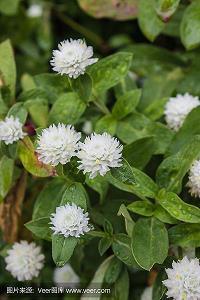 花甲之年成语接龙游戏