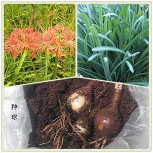 不可教训成语接龙游戏