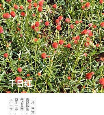 绝色佳人成语接龙游戏