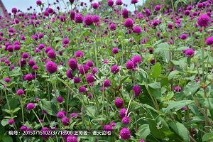 耆儒硕德成语接龙游戏