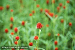 费舌劳唇成语接龙游戏