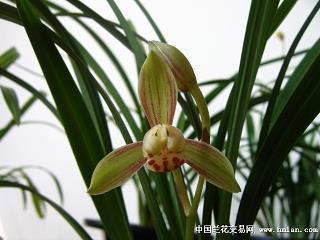 贪贿无艺成语接龙游戏