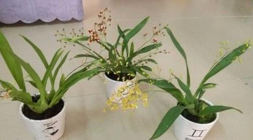 股肱耳目成语接龙游戏