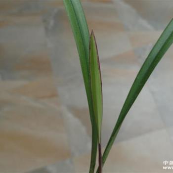 荆衡杞梓成语接龙游戏