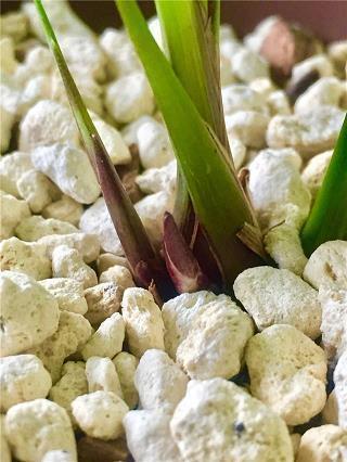 缘木希鱼成语接龙游戏