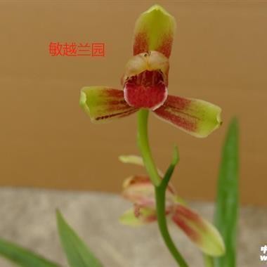 当街漫骂打一成语