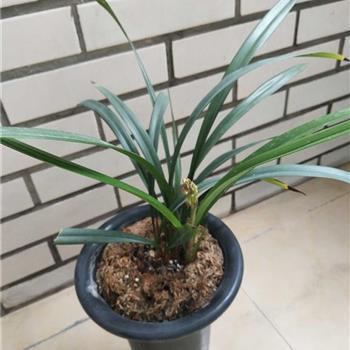 还年却老成语接龙游戏