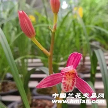 神头鬼面成语接龙游戏
