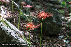 虚无飘渺成语接龙游戏