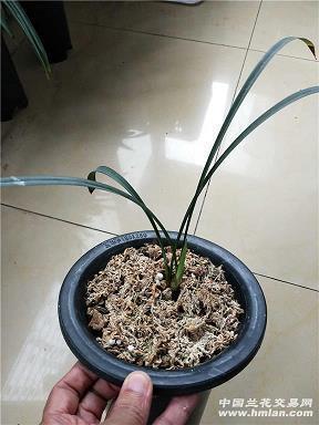 行己有耻成语接龙游戏