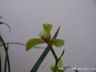 熟了还用小火煨打一成语