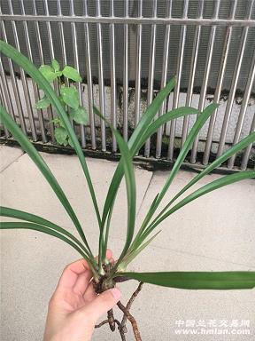 见幾而作成语接龙游戏