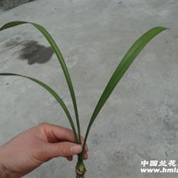 挨巴掌打一成语