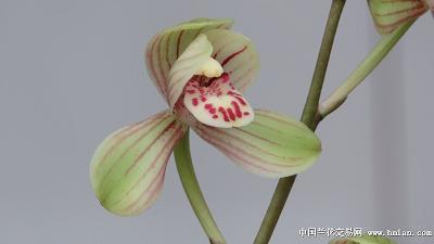 足足有余成语接龙游戏
