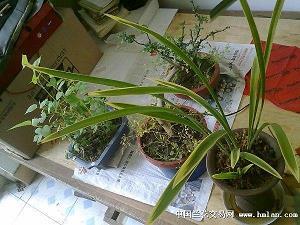 腹心之疾成语接龙游戏